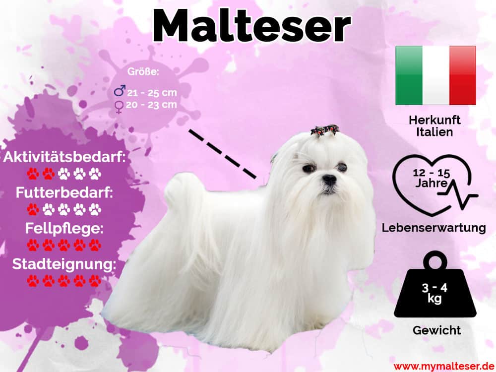 Malteser Hunderasse Infografik