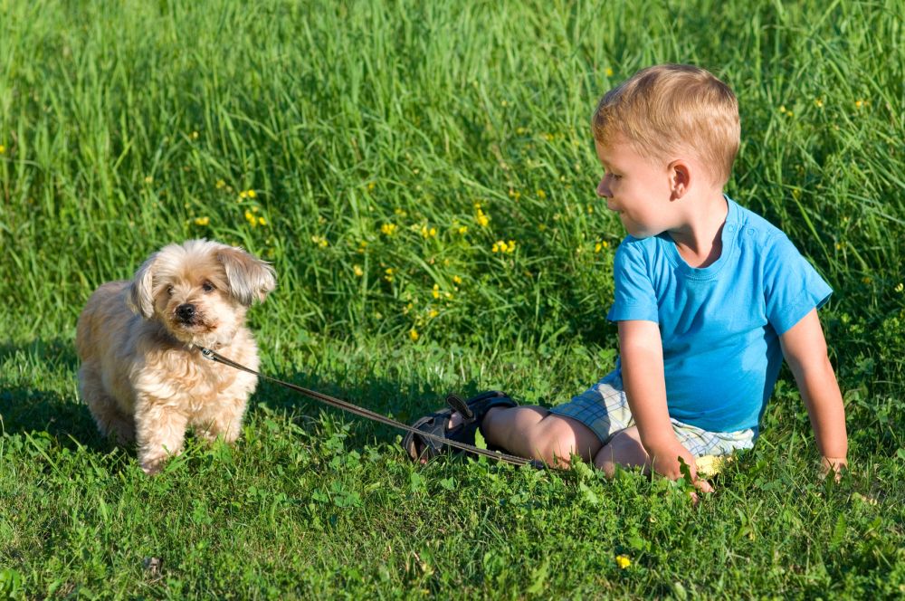 Kleiner Junge mit Malteser im Gras