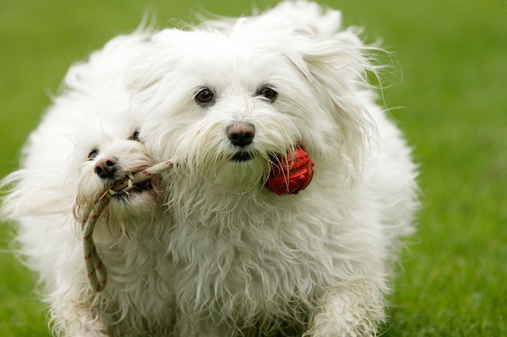 Hundespielzeug Malteser